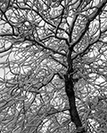 Snowy Limb, Yosemite